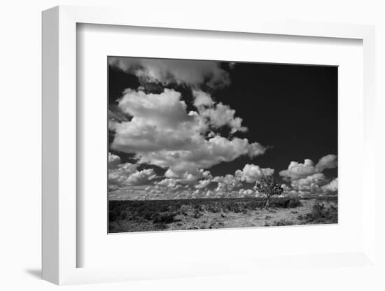 Lone Cedar Tree, New Mexico-Steve Gadomski-Framed Photographic Print