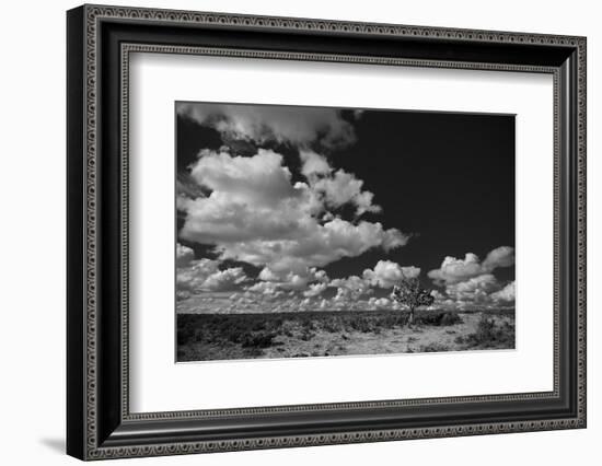 Lone Cedar Tree, New Mexico-Steve Gadomski-Framed Photographic Print