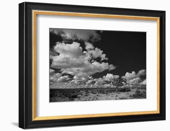 Lone Cedar Tree, New Mexico-Steve Gadomski-Framed Photographic Print