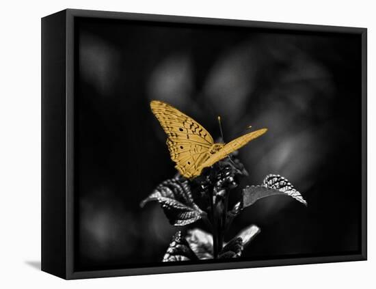 Lone Colored Butterfly I-Gail Peck-Framed Premier Image Canvas