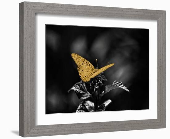 Lone Colored Butterfly I-Gail Peck-Framed Photographic Print