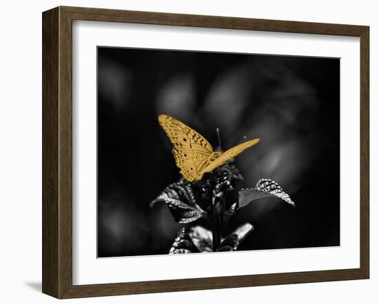 Lone Colored Butterfly I-Gail Peck-Framed Photographic Print