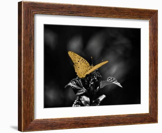 Lone Colored Butterfly I-Gail Peck-Framed Photographic Print