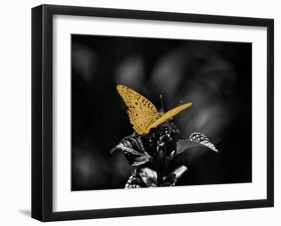 Lone Colored Butterfly I-Gail Peck-Framed Photographic Print