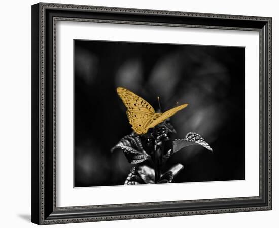 Lone Colored Butterfly I-Gail Peck-Framed Photographic Print