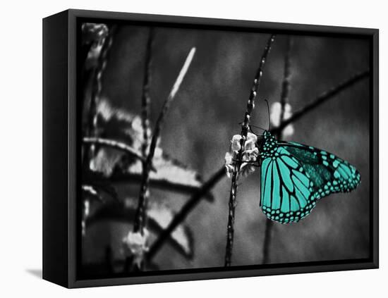 Lone Colored Butterfly II-Gail Peck-Framed Premier Image Canvas