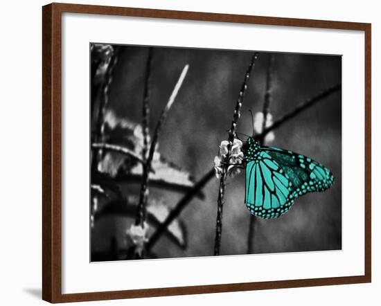 Lone Colored Butterfly II-Gail Peck-Framed Photographic Print