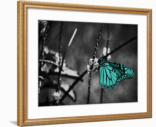 Lone Colored Butterfly II-Gail Peck-Framed Photographic Print