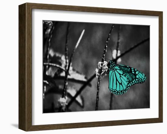 Lone Colored Butterfly II-Gail Peck-Framed Photographic Print