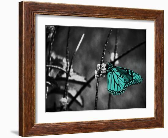 Lone Colored Butterfly II-Gail Peck-Framed Photographic Print