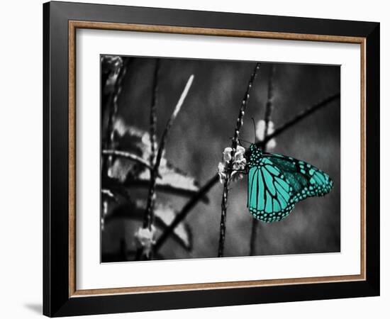 Lone Colored Butterfly II-Gail Peck-Framed Photographic Print