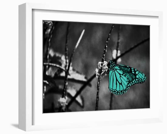 Lone Colored Butterfly II-Gail Peck-Framed Photographic Print