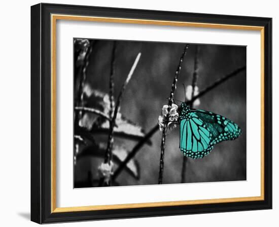 Lone Colored Butterfly II-Gail Peck-Framed Photographic Print