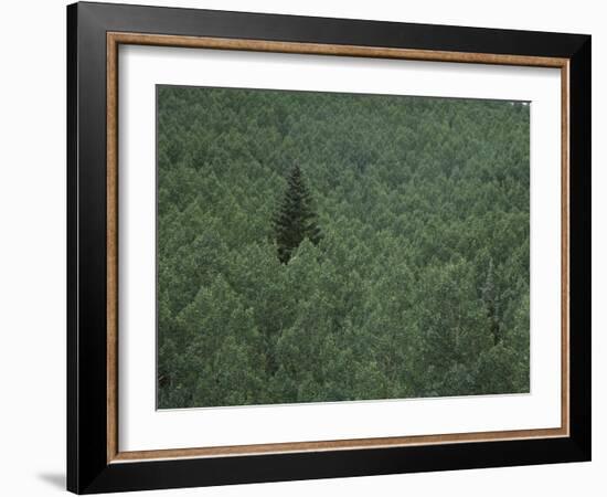 Lone Coniferous Tree in an Aspen Forest-DLILLC-Framed Photographic Print