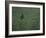 Lone Coniferous Tree in an Aspen Forest-DLILLC-Framed Photographic Print