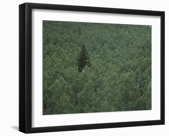 Lone Coniferous Tree in an Aspen Forest-DLILLC-Framed Photographic Print