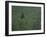 Lone Coniferous Tree in an Aspen Forest-DLILLC-Framed Photographic Print