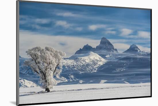 Lone Cottonwood and Teton Mountains from Driggs, Idaho-Howie Garber-Mounted Photographic Print