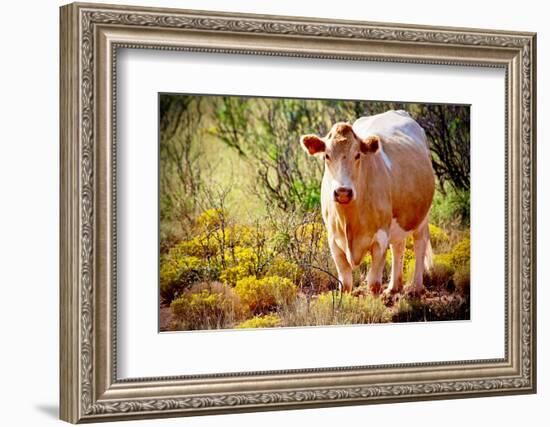 Lone Cow In New Mexico, 2017-null-Framed Photographic Print