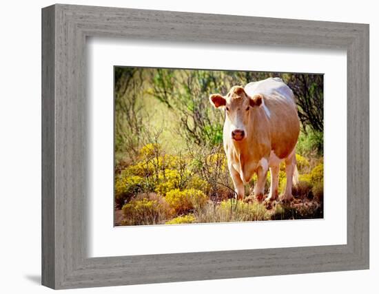 Lone Cow In New Mexico, 2017-null-Framed Photographic Print