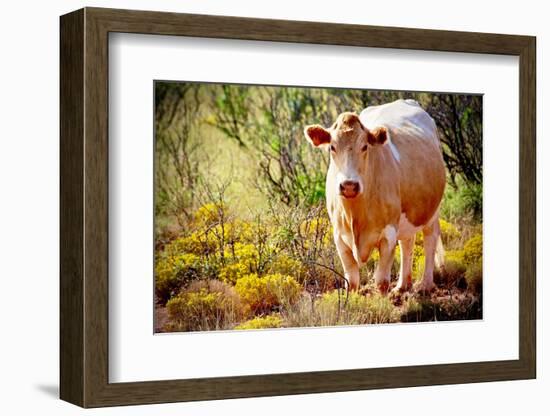 Lone Cow In New Mexico, 2017-null-Framed Photographic Print