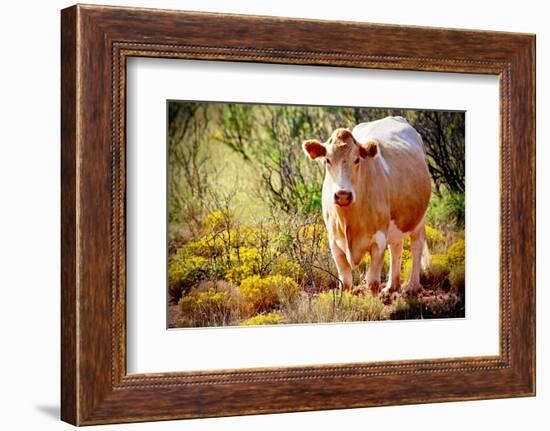 Lone Cow In New Mexico, 2017-null-Framed Photographic Print