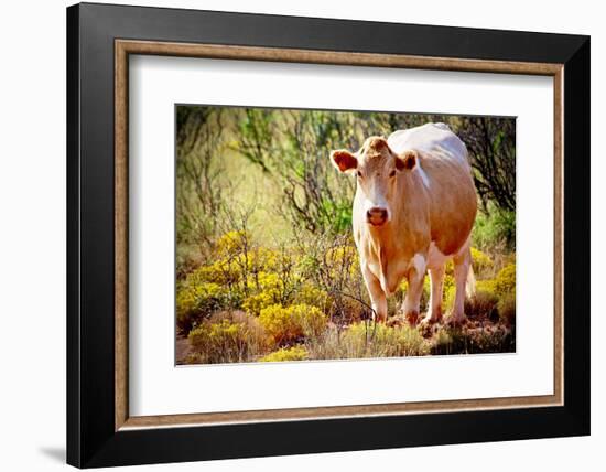 Lone Cow In New Mexico, 2017-null-Framed Photographic Print