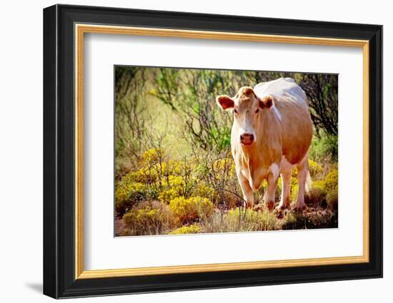 Lone Cow In New Mexico, 2017-null-Framed Photographic Print