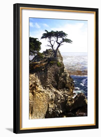 Lone Cypress 1-Alan Hausenflock-Framed Photographic Print
