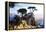 Lone Cypress 2-Alan Hausenflock-Framed Premier Image Canvas