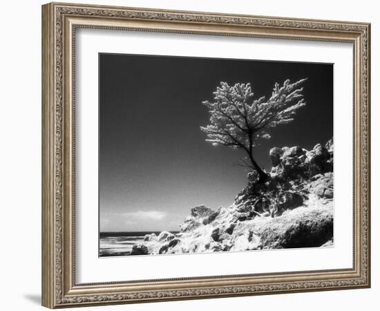 Lone Cypress, (infrared), Monterey, California 80-Monte Nagler-Framed Photographic Print