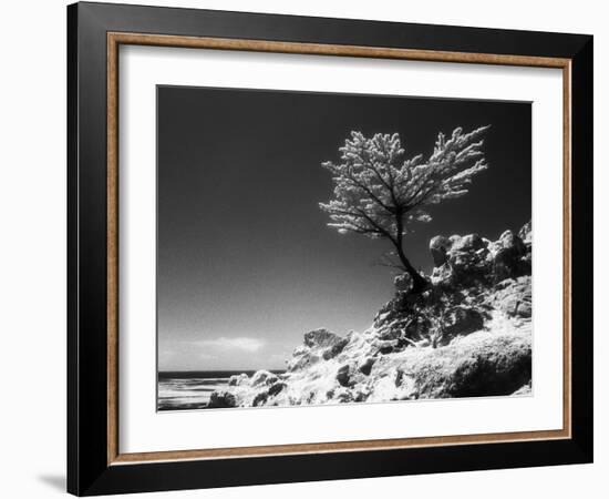 Lone Cypress, (infrared), Monterey, California 80-Monte Nagler-Framed Photographic Print