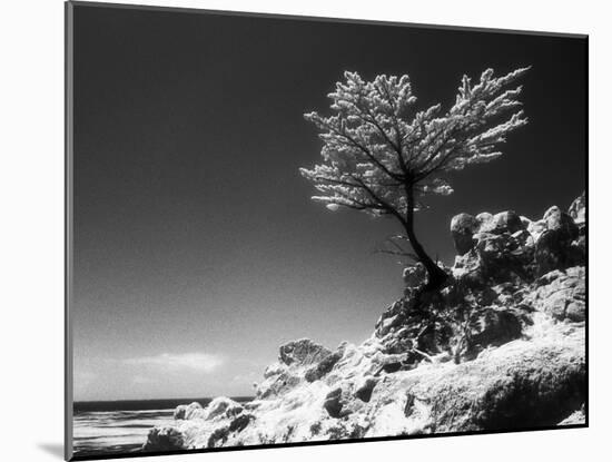 Lone Cypress, (infrared), Monterey, California 80-Monte Nagler-Mounted Photographic Print