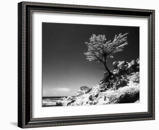 Lone Cypress, (infrared), Monterey, California 80-Monte Nagler-Framed Photographic Print