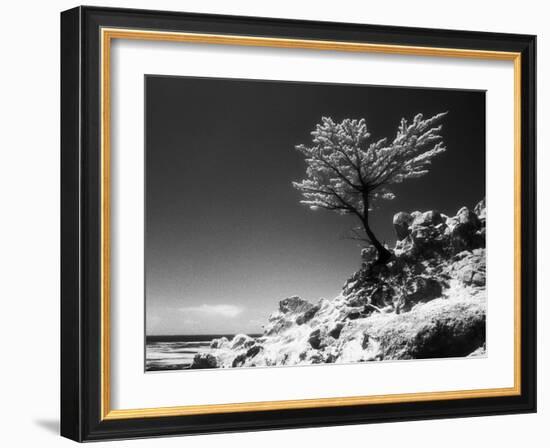 Lone Cypress, (infrared), Monterey, California 80-Monte Nagler-Framed Photographic Print