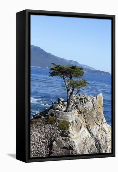 Lone Cypress on the 17-Mile Drive, Monterey Peninsula, California-Carol Highsmith-Framed Stretched Canvas