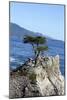 Lone Cypress on the 17-Mile Drive, Monterey Peninsula, California-Carol Highsmith-Mounted Photo