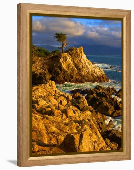 Lone cypress on the coast, Pebble Beach, Monterey County, California, USA-null-Framed Premier Image Canvas