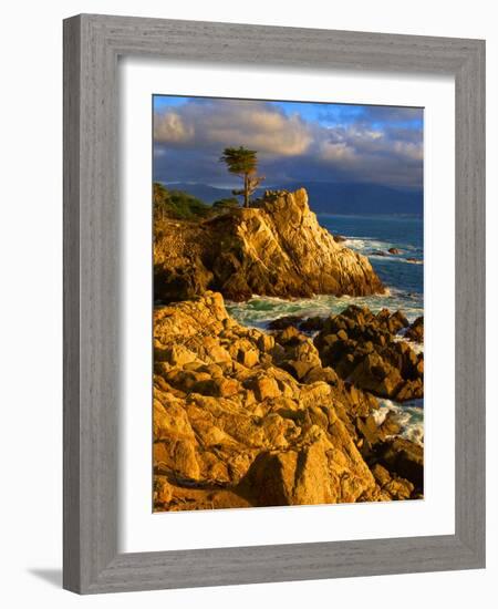 Lone cypress on the coast, Pebble Beach, Monterey County, California, USA-null-Framed Photographic Print