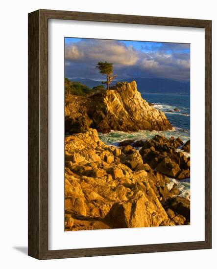 Lone cypress on the coast, Pebble Beach, Monterey County, California, USA-null-Framed Photographic Print