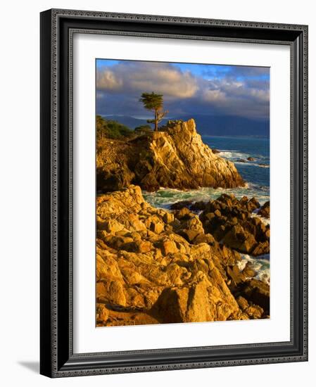 Lone cypress on the coast, Pebble Beach, Monterey County, California, USA-null-Framed Photographic Print