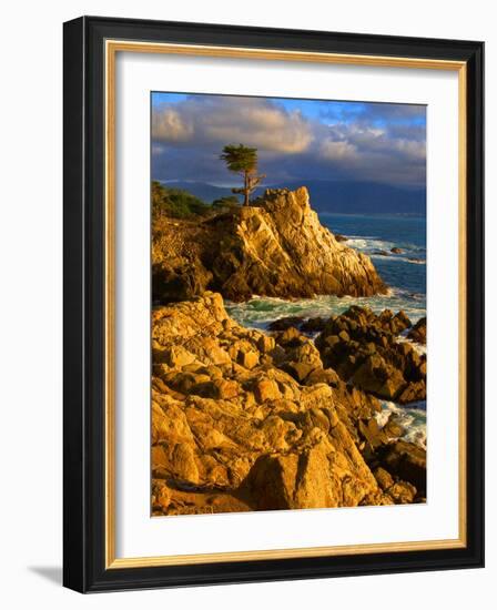 Lone cypress on the coast, Pebble Beach, Monterey County, California, USA-null-Framed Photographic Print