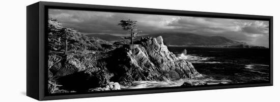 Lone cypress on the coast, Pebble Beach, Monterey County, California, USA-null-Framed Premier Image Canvas