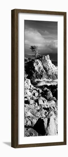 Lone cypress on the coast, Pebble Beach, Monterey County, California, USA-null-Framed Photographic Print