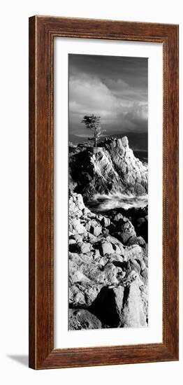 Lone cypress on the coast, Pebble Beach, Monterey County, California, USA-null-Framed Photographic Print