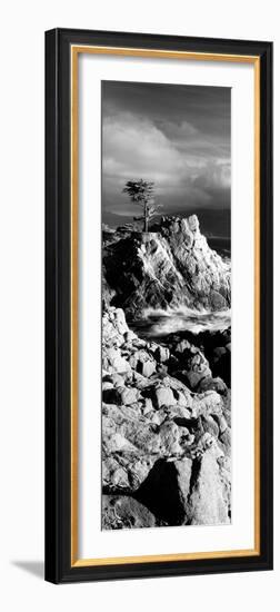 Lone cypress on the coast, Pebble Beach, Monterey County, California, USA-null-Framed Photographic Print