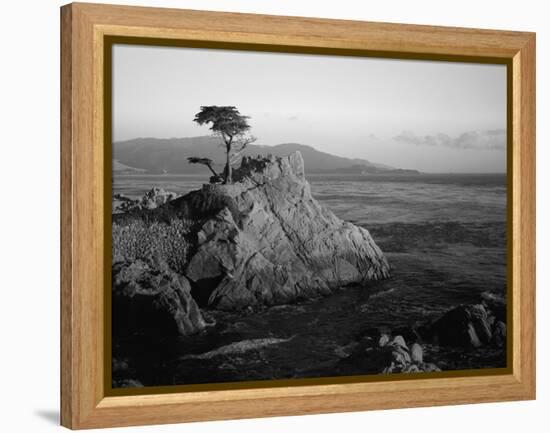 Lone Cypress Tree on Rocky Outcrop at Dusk, Carmel, California, USA-Howell Michael-Framed Premier Image Canvas