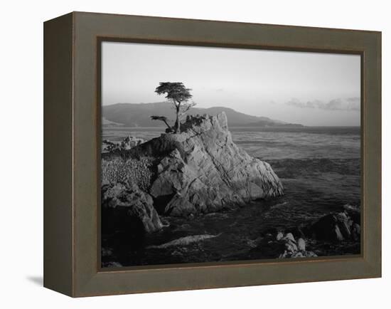 Lone Cypress Tree on Rocky Outcrop at Dusk, Carmel, California, USA-Howell Michael-Framed Premier Image Canvas