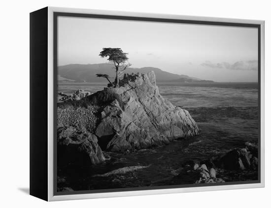 Lone Cypress Tree on Rocky Outcrop at Dusk, Carmel, California, USA-Howell Michael-Framed Premier Image Canvas