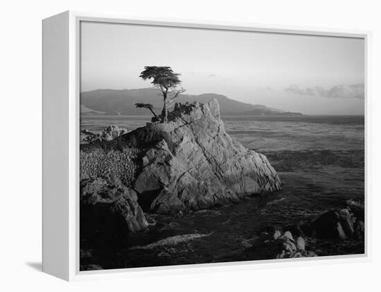 Lone Cypress Tree on Rocky Outcrop at Dusk, Carmel, California, USA-Howell Michael-Framed Premier Image Canvas